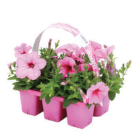 Flowers Annual, 6 Pack, 1 Each