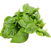 Fresh Fresh Basil Bunch