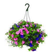 Cub Floral 12" Premium Hanging Basket, 1 Each