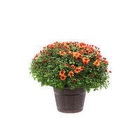 Cub Garden 15" Fall Annual Mum, 1 Each