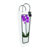 Cub Colorfuzed Orchids in Signature Bag, 1 Each