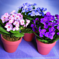 Flowering 4 Inch African Violet Plant, 1 Each