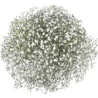 Cub Gypsophila Mirabella Baby's Breath, 5 Stem, White, 1 Each