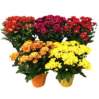 Blooming 6 Inch Assorted Mums, 1 Each