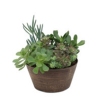 Cub Floral 10" Succulent Planter Bowl, 1 Each