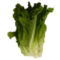 Fresh Green Leaf Lettuce