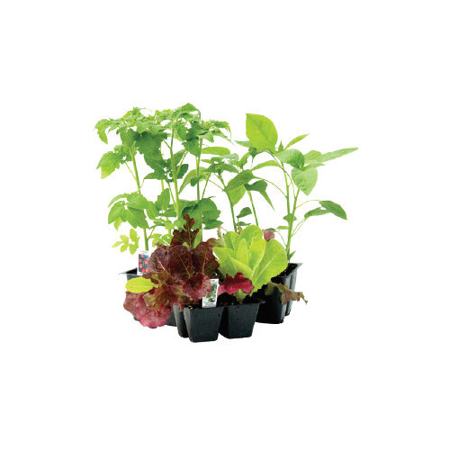 Cub Floral Annual Vegetable, 4 Pack