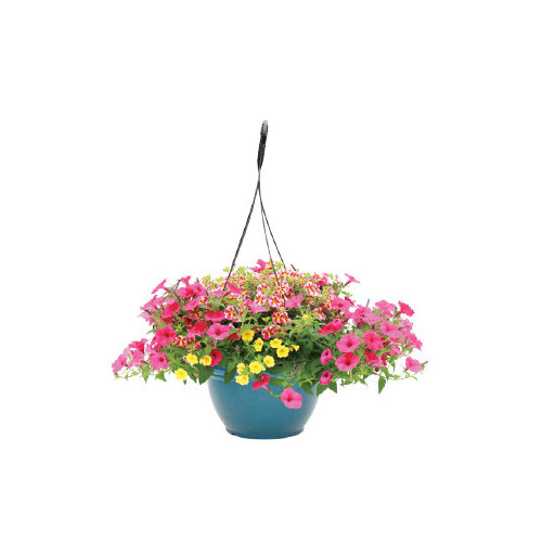 Cub Floral 15" Jumbo Hanging Basket