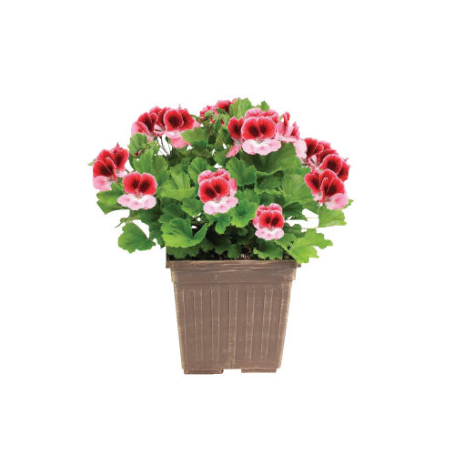 Cub Floral 8" Early Season Annual