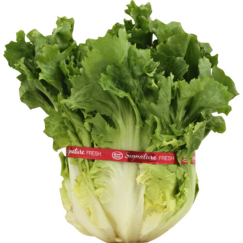 Produce Endive
