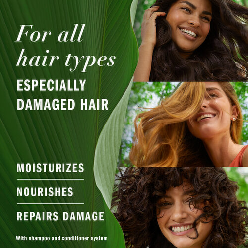 Herbal Essences Argan Oil Paraben Free Shampoo, Hair Repair, 13.5 fl oz,  with Certified Camellia Oil and Aloe Vera, For All Hair Types, Especially  Damaged Hair