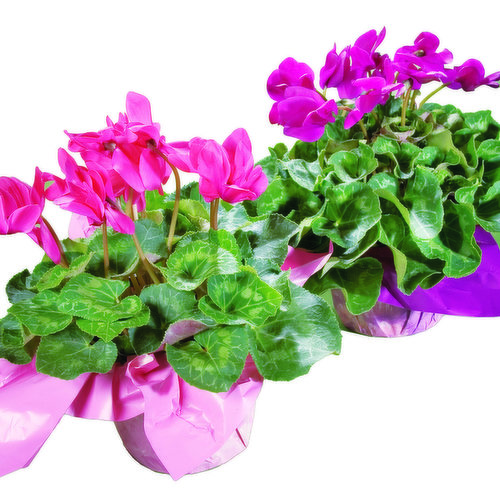 Blooming Cyclamen, Potted Flowers