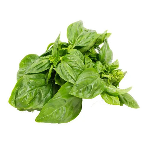 Urbanize Farm Fresh Basil