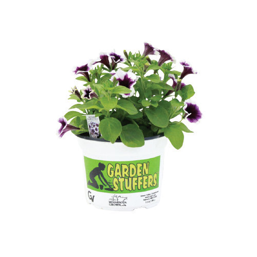 Cub Floral 6'" Garden Stuffers