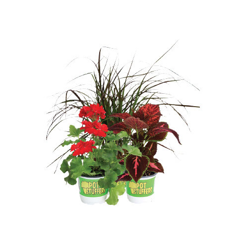 Cub Floral 4.5" Pot Stuffers