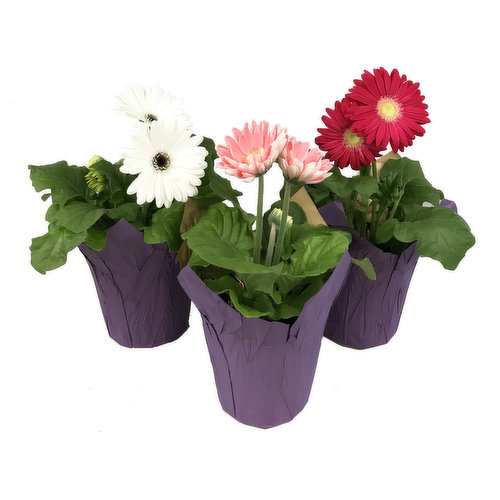 Cub 4.5" Gerbera Daisy