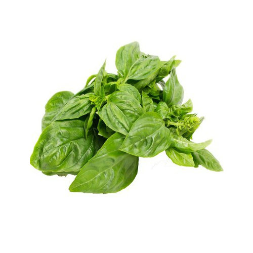 Fresh Fresh Basil Bunch