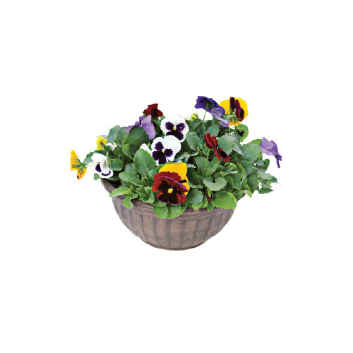 Cub Floral 12" Pansy Bowl