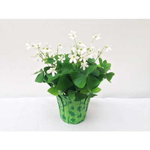 Cub Floral 4" Green Oxalis Shamrock