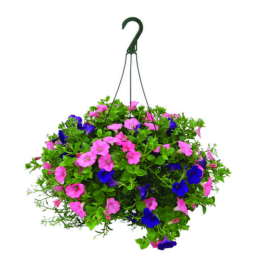 Cub Floral 12" Premium Hanging Basket