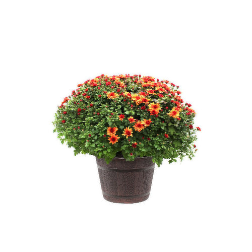 Cub Garden 15" Fall Annual Mum