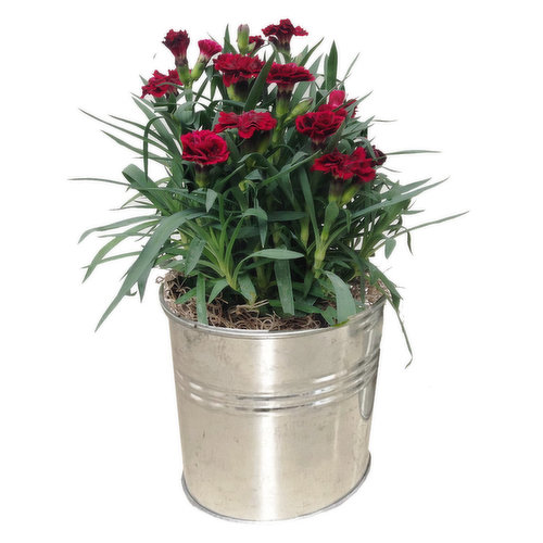 4.5 Inch carnation in Crate