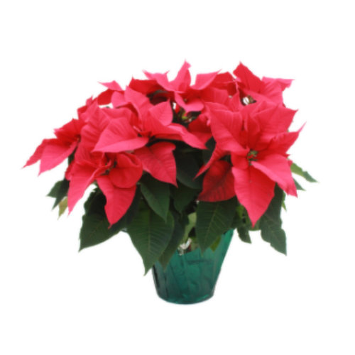 Poinsettia comes in Red or White
Please write your color of choice in the notes section while reviewing your cart
