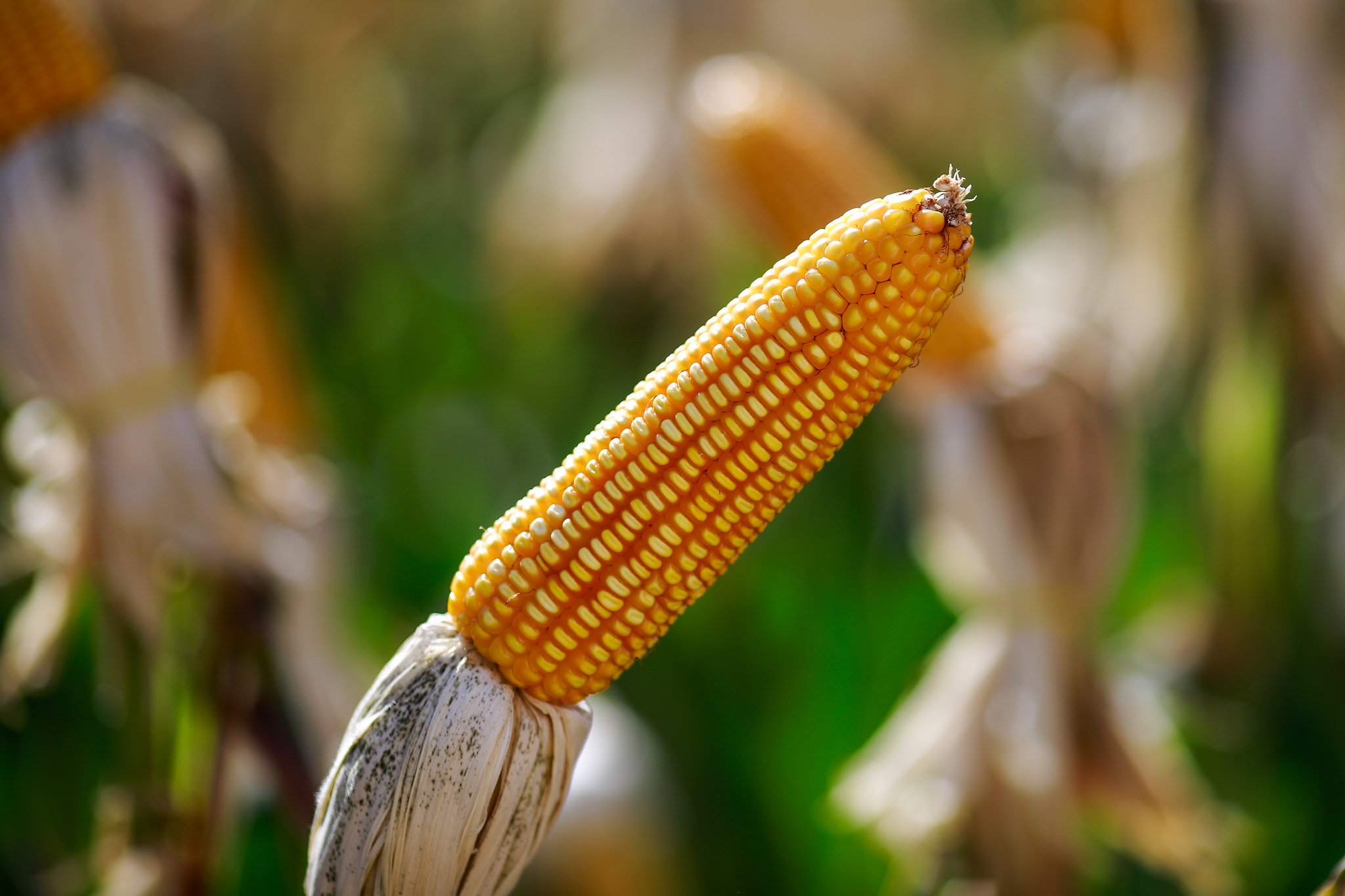 Cumprir as recomendações do Zarc é obrigatório para o produtor ter acesso aos benefícios do seguro rural e Proagro. - Foto: Wenderson Araujo/CNA