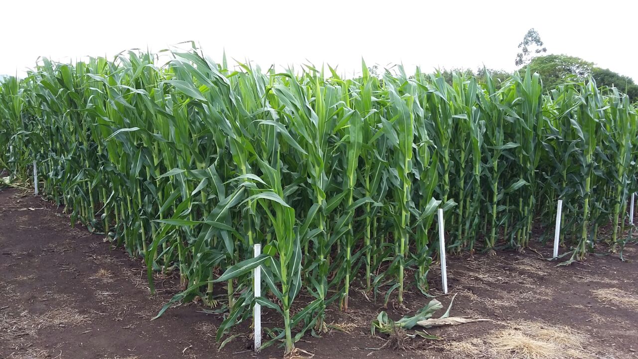 O arranjo de plantas, representado pelo ajuste de espaçamento e densidade, é um dos aspectos importantes na produtividade de milho
