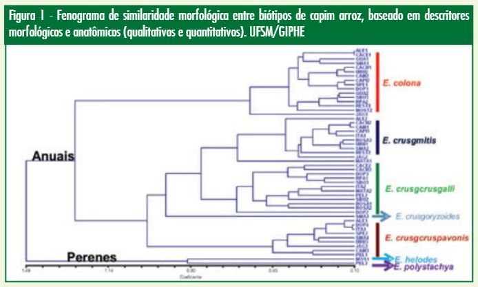 Figura 1