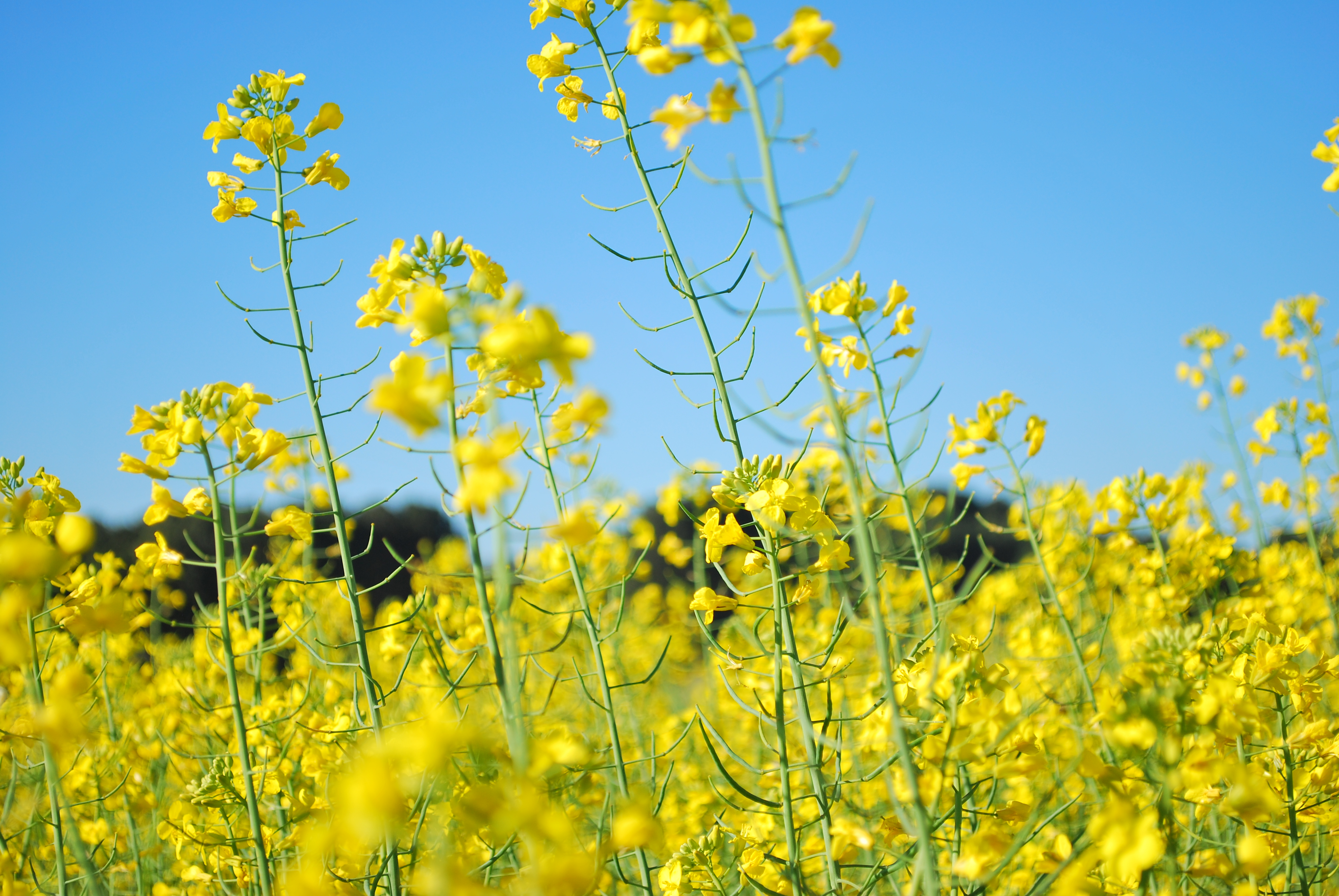 Dados incluem a semeadura da canola em regiões tropicais. - Foto: Joseani Antunes