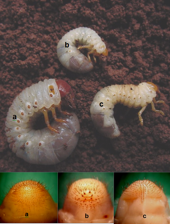 Tamanho e pelos/espinhos do coró-das-pastagens (a), do coró-pequeno (b) e do coró-do-trigo (c)