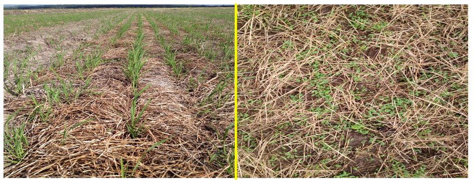 Figura 1. Resultado do plantio direto (esquerdo) e cultivo mínimo (direito) na supressão de plantas daninhas.