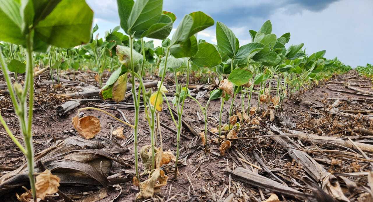 Alguns municípios de Mato Grosso estão há 25 dias sem chuva e agricultores já estimam perdas na lavoura; Foto: Divulgação