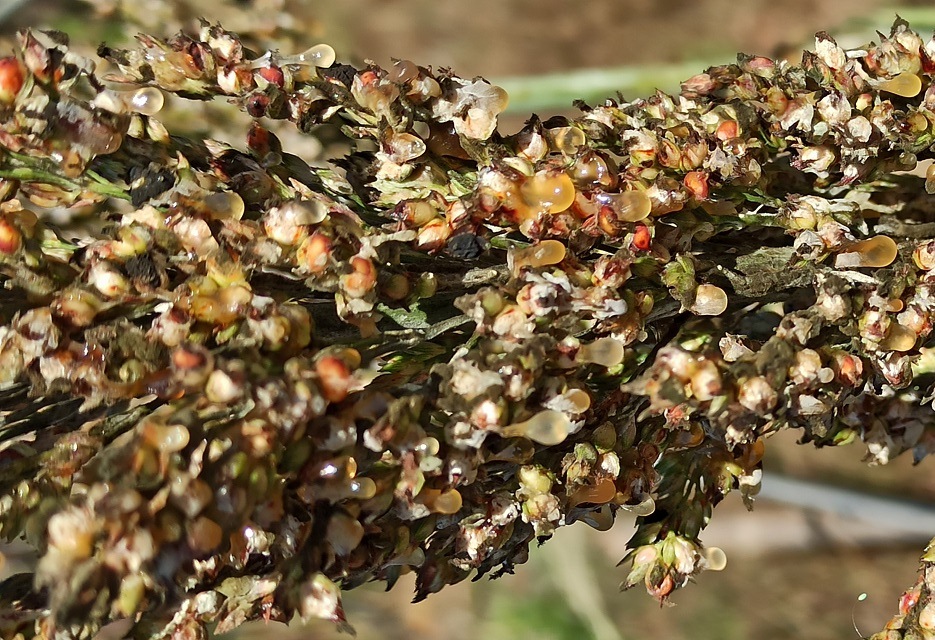 A mela é reconhecida na planta pela presença de gotas açucaradas de coloração rosa a castanha, espessas, que saem das inflorescências. - Foto:&nbsp; Dagma Silva