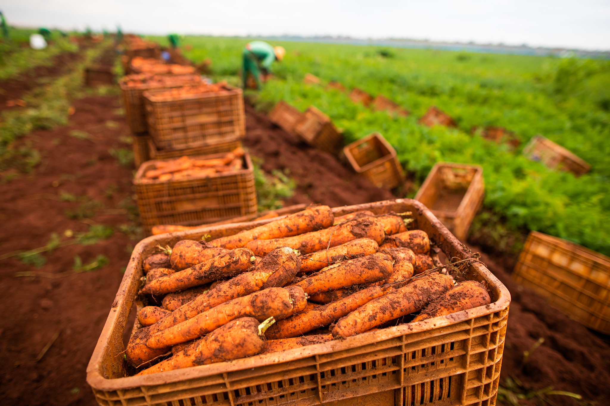 Movimento preponderante dos preços da alface, batata, cenoura e tomate foi de queda na maioria das Centrais de Abastecimento, o que se reverteu em preços mais baixos também nos mercados de alguns estados. - Foto: CNA&nbsp;