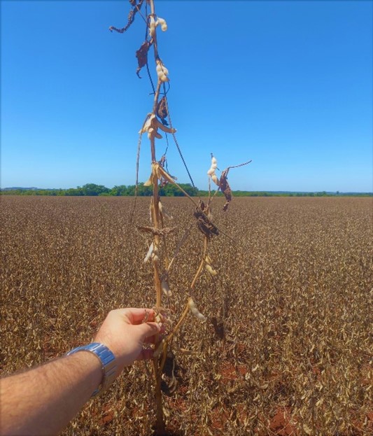 Figuras 2 e 3: Imagens de soja na condição de sequeiro em fazenda na região de Dourados-MS, demonstrando o menor desenvolvimento e pouco enchimento de grãos e vagens. Fotos: William Damas