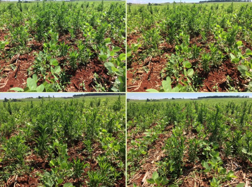 Área de produção de soja safra 2017/2018 na região do oeste do Paraná sob alta infestação de plantas de buva (Conyza sp.). Dessecação realizada com três diferentes mecanismos de ação herbicida