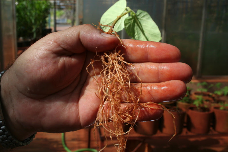 Lesões que podem ocorrer nas raízes da soja - Foto: Dulce Mazer