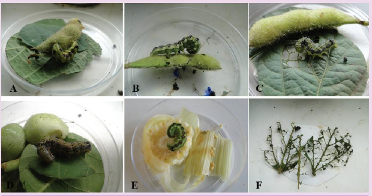 Figura 3. Lagartas de Helicoverpa armigera criadas em soja (A,B,C), algodão (D), milho (E) e danos em folhas de soja (F)