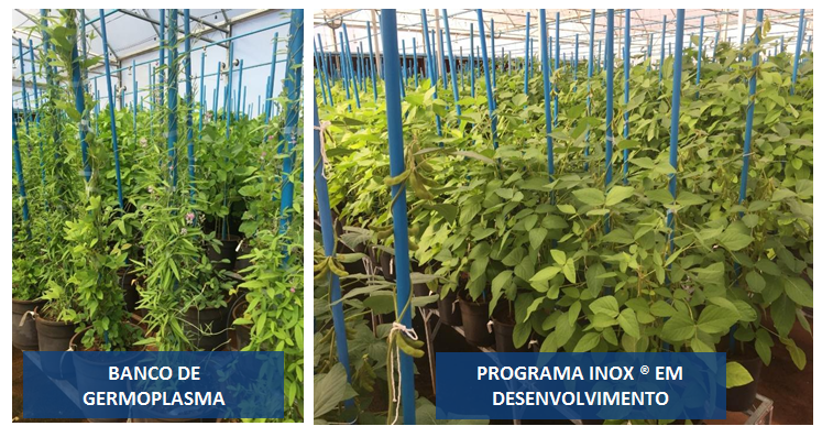 Figura 5. Representação de banco de germoplasma com diversidade de genes de resistência à ferrugem da soja, em uma primeira etapa (identificação de fontes de resistência) e em uma segunda etapa, com linhagens de soja já adaptadas e sendo desenvolvidas para lançamento comercial com a tecnologia INOX.  Crédito: Claudinei Rios e Luan Cruz (TMG)