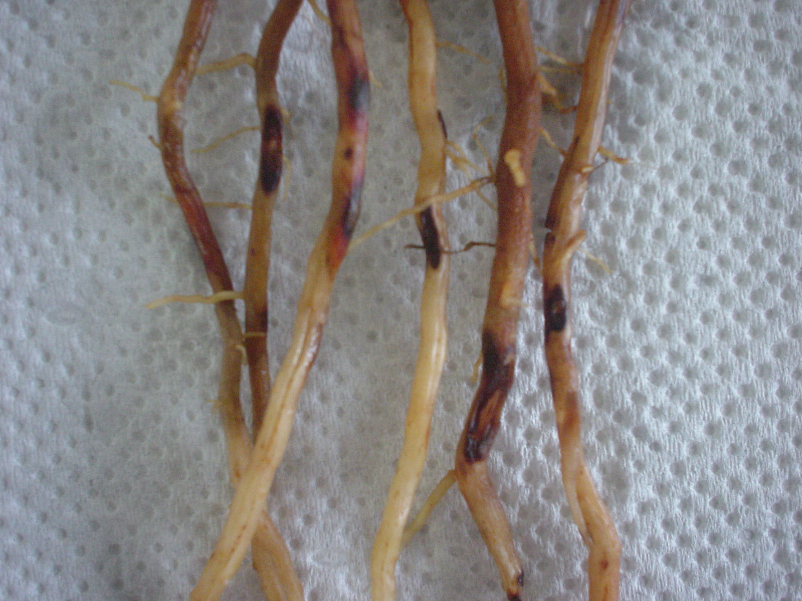 Lesões em raízes de cana-de-açúcar provocadas por Pratylenchus