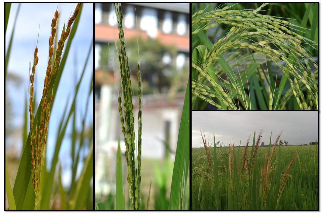 Genótipos do arroz vermelho com diferentes colorações