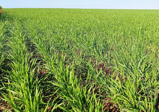 A estimativa de cultivo de trigo no Estado para a safra 2022 é de 1.413.763 hectares. - Foto: Divulgação