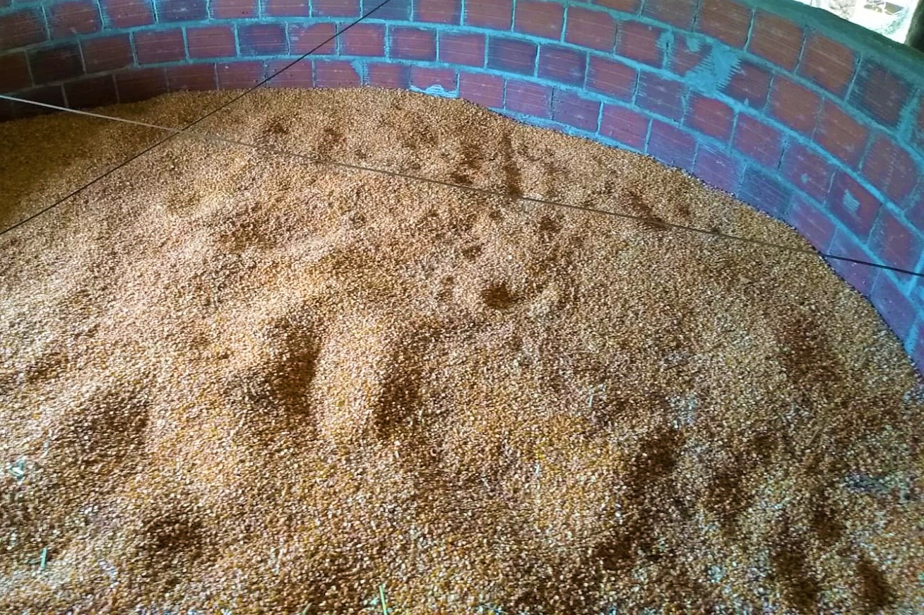 Avaliação dos grãos de milho secados e armazenados na propriedade do agricultor Paulo Trevisan, no município de Caiçara; Foto: Divulgação