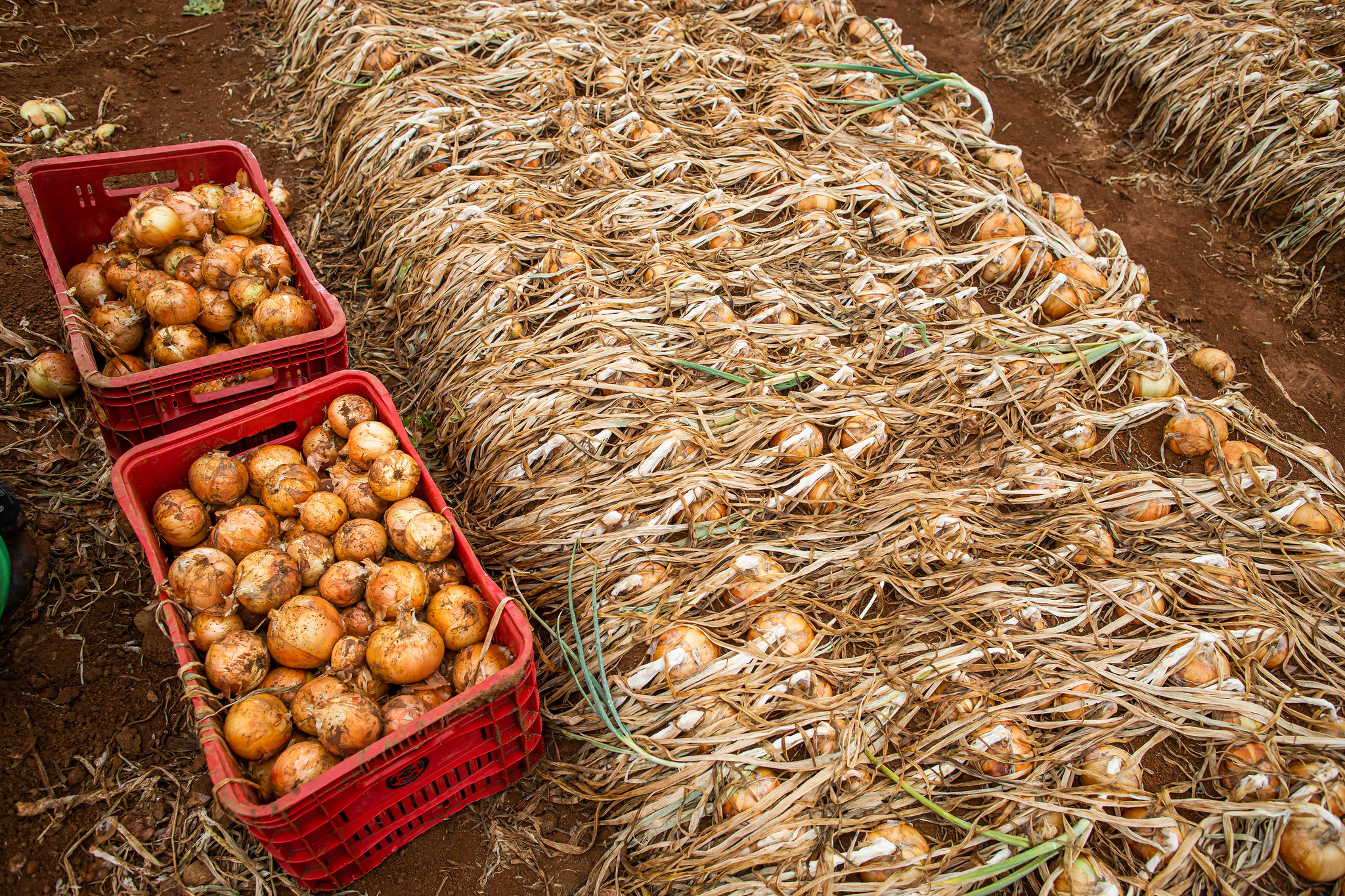 Se as cultivares bola, valessul e precoce forem atingidas, o desenvolvimento pode atrasar; safra pode apresentar uma certa quebra por conta de descarte; Foto: Wenderson Araujo/CNA