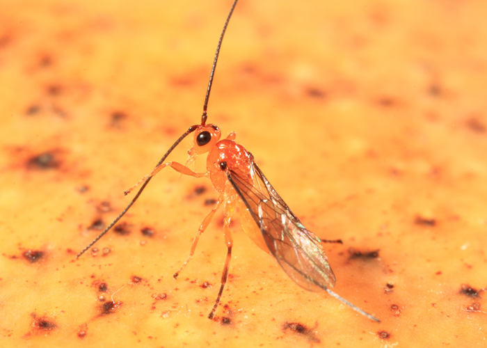 Parasitoide “Doryctobracon areolatus” - Foto: Paulo Lanzetta