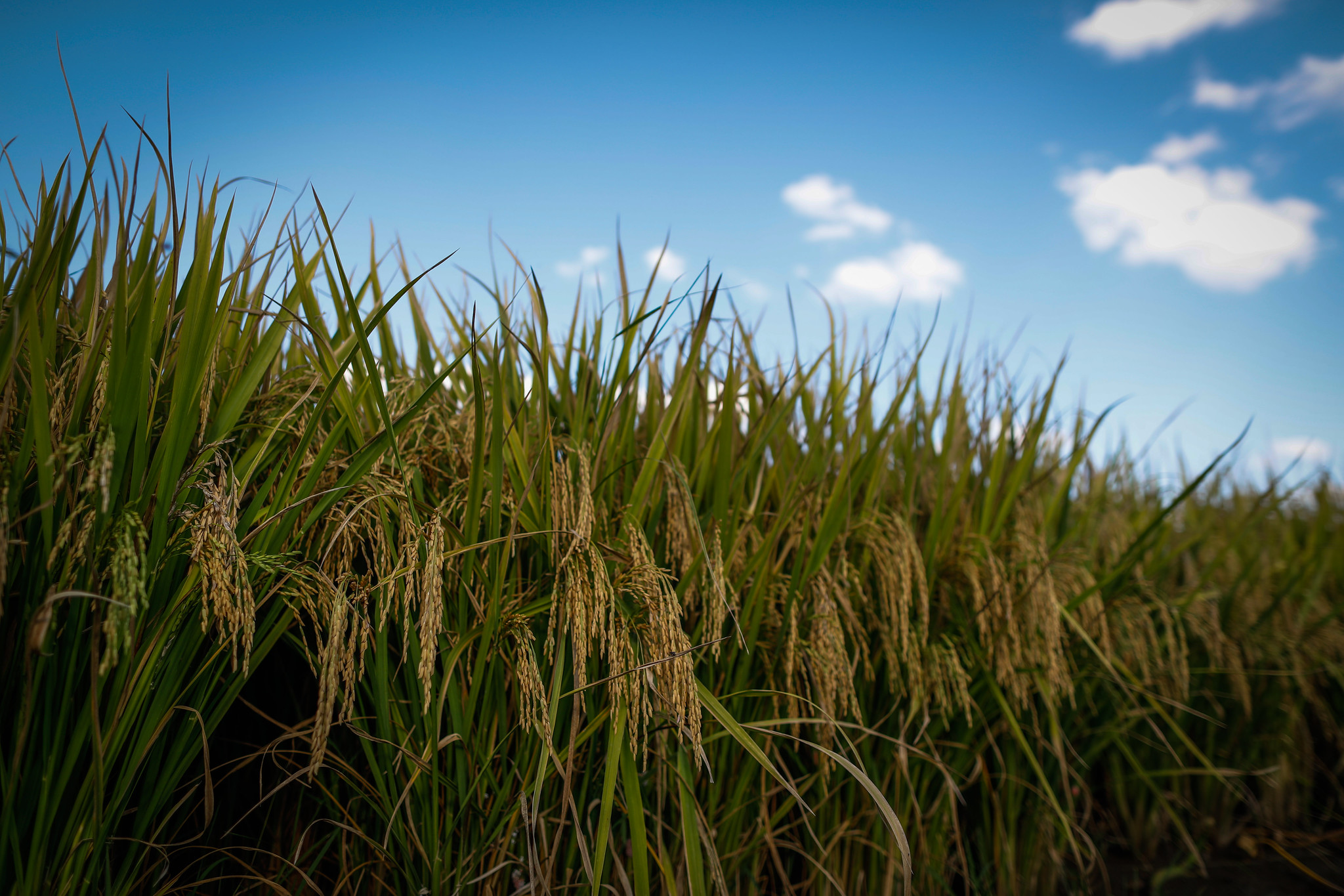 Foram implantados, até o momento, 491.384 hectares dos 862.498 hectares previstos; Foto: Wenderson Araujo/CNA