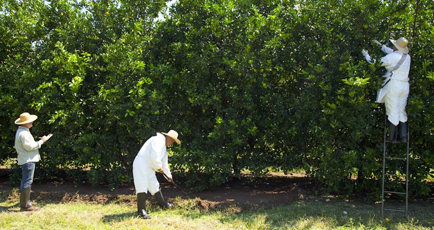 Nesta etapa, são sorteados talhões de propriedades do cinturão para a colheita de frutos das plantas, para estimar o número médio de frutos produzidos por árvore nesta próxima safra. - Foto: Divulgação Fundecitrus