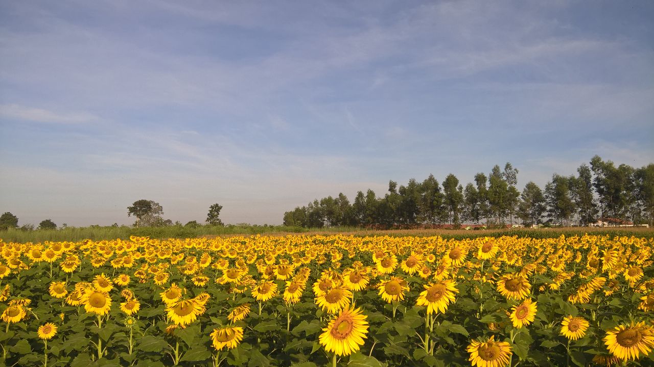 Áreas cultivadas com girassol nas safrinhas de 2015 e 2016 no município de Confresa, no Mato Grosso